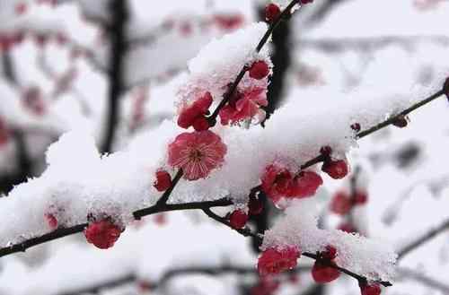 2020大雪节气可以搬家吗 2020大雪节气可以做什么