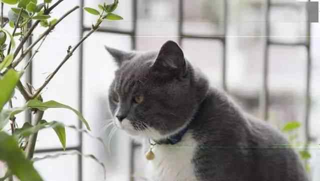 最温顺的猫排名 世界上十大最美猫品种排行，你们家主子上榜了吗？
