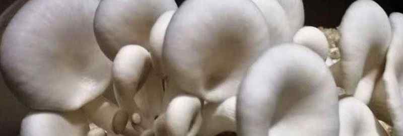 香菇放冰箱冷藏可以保存几天