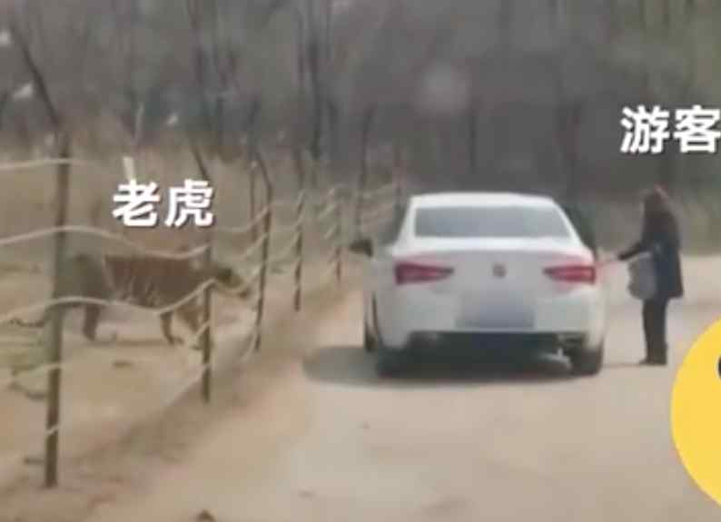 游客在猛兽区下车 到底什么情况呢？