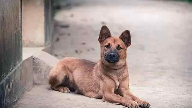 土狗的价格 中华田园犬国外售价２万美金，你眼中的土狗却是外国人的香饽饽！