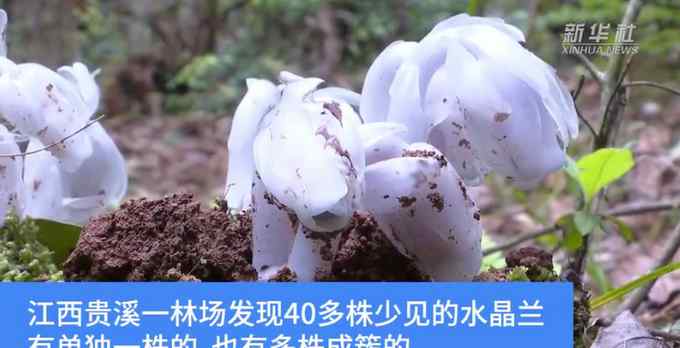 江西一林场发现奇特花朵在幽暗处能发光 名字曝光让人惊艳