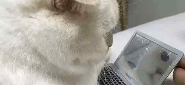 猫的友善程度排名 最粘人的猫咪TOP8排行榜！布偶第3，第1名竟是它...