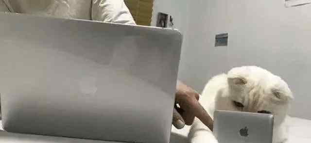 猫的友善程度排名 最粘人的猫咪TOP8排行榜！布偶第3，第1名竟是它...