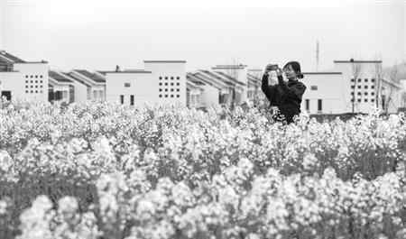 油菜花开满地黄