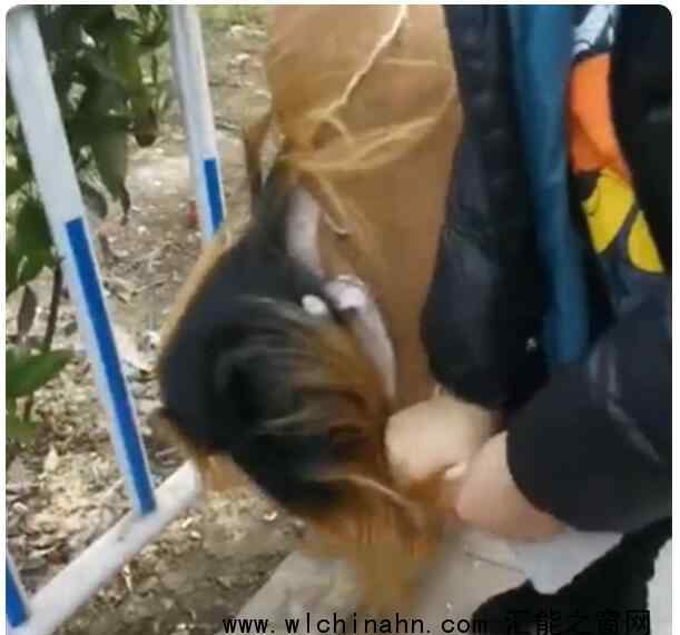 女子踢飞乞讨老人饭碗被路人教训 究竟发生了什么