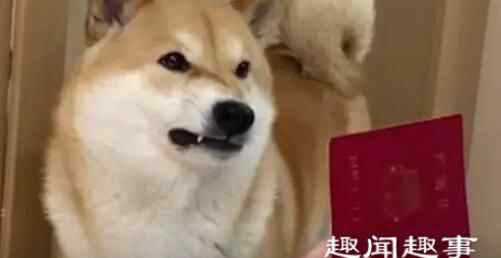 女主人一喊老公狗子就屁颠赶来 丈夫强行晒出结婚证结局亮了