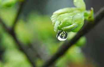 2021年雨水节气是几月几日 2021年雨水节气是哪天