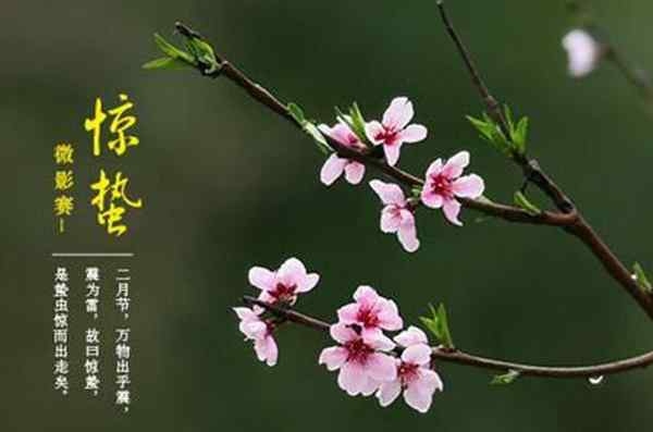 惊蛰到来后会发生什么变化 惊蛰时节动植物的变化