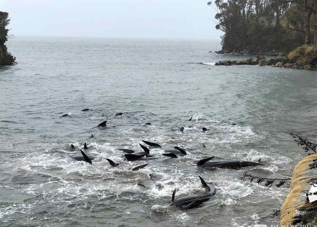 近30头鲸鱼不慎搁浅