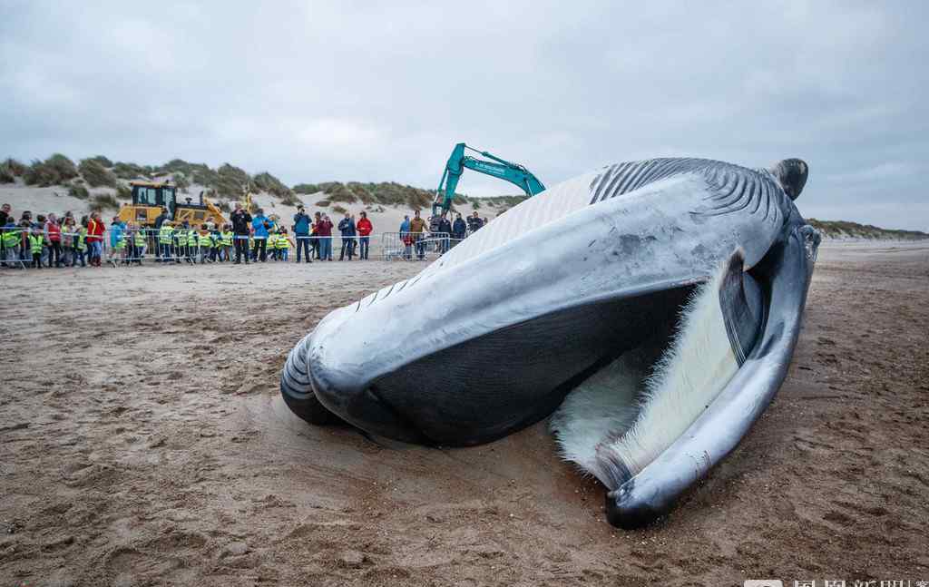 海滩现巨型鲸鱼尸体 被当场解剖