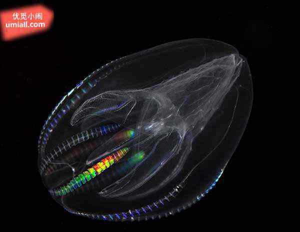 26种最神秘诡异的海底生物，恐怖如科幻片里的怪物