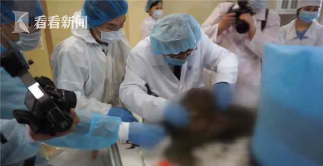 4.2万年前的小马驹尸体被解剖“血液在流动” 有望“复活”