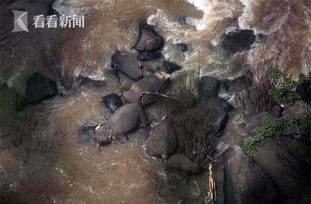 泰国5头大象为救小象坠入瀑布身亡