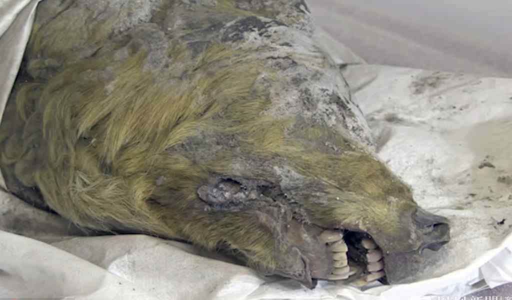 西伯利亚发现4万年前的野狼断头