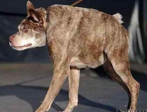 世界上五大最丑的狗排行：那不勒斯獒犬,英国半瞎狗,中国冠毛犬