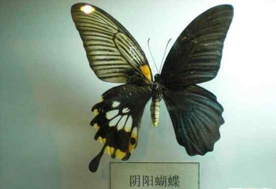 卡申夫鬼美人凤蝶和皇蛾阴阳蝶,雌雄同体的生物有哪些图片