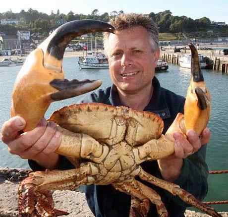 英国现15米巨型杀人蟹 潜伏岸边袭击幼儿