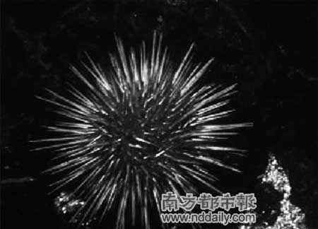 最长寿动物已壮烈牺牲 动植物寿星榜