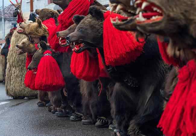 罗马尼亚Comanesti民众穿熊皮游行仪式 旨在驱赶恶灵
