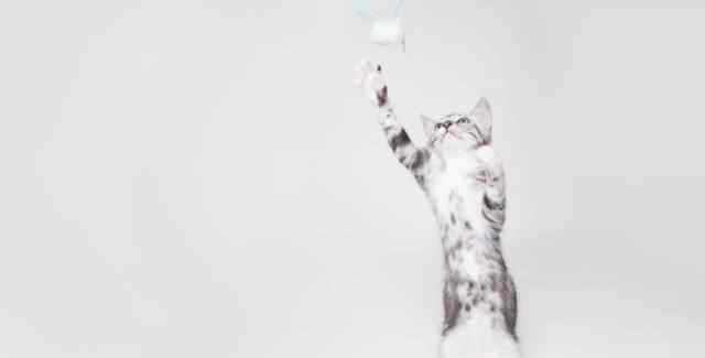 猫分左撇子和右撇子