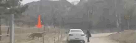 游客在猛兽区下车 目前是什么情况？