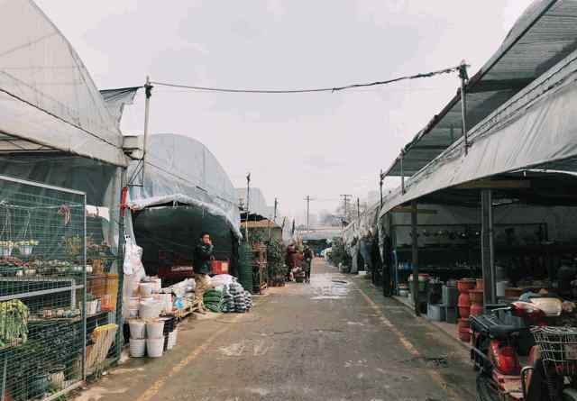 成都鲜花市场 推荐 | 成都将打造三级花卉市场，今后买花的地方还多得很！