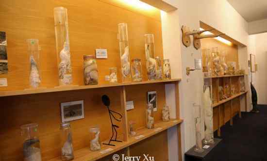 世界上唯一的阴茎博物馆 收藏了各种哺乳动物阴茎和阳具