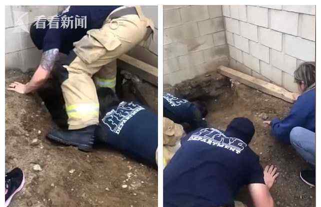 牧羊犬被巨型乌龟堵在洞里出不来 一把生菜救场