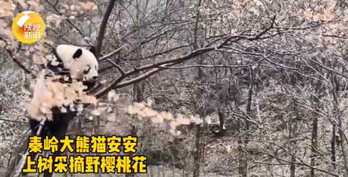 萌萌哒！秦岭大熊猫上树折樱桃花 网友：同情那棵树......