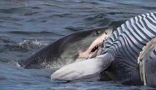鲨鱼分食死亡长须鲸 凶残捕食场面被拍
