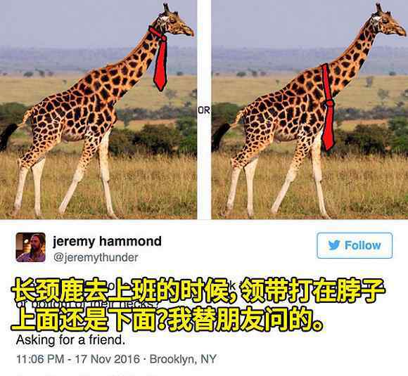 长颈鹿的舌头有两尺长 关于长颈鹿的冷知识