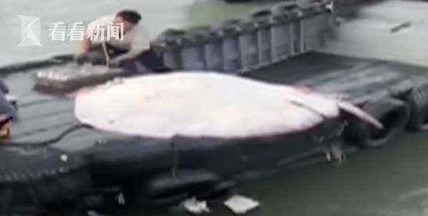 300斤巨型“魔鬼鱼”现码头 8名壮汉才能拖动