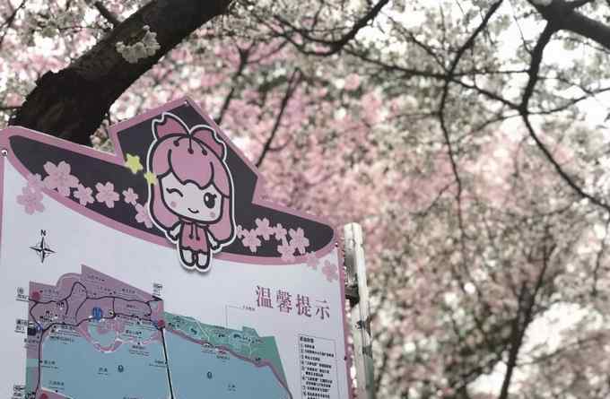 玉渊潭樱花 好消息！北京玉渊潭樱花提前进入最佳观赏期 周末约起吧