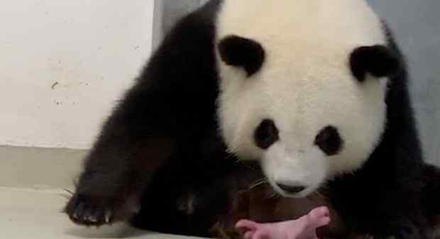 柏林动物园大熊猫“梦梦”产下双胞胎 还没有确定它们的性别