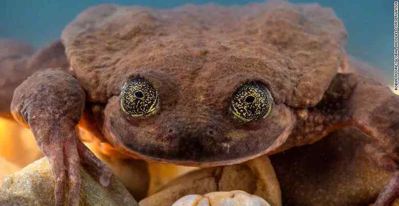 世界上最孤独的青蛙“罗密欧”脱单了 一只Sehuencas水蛙