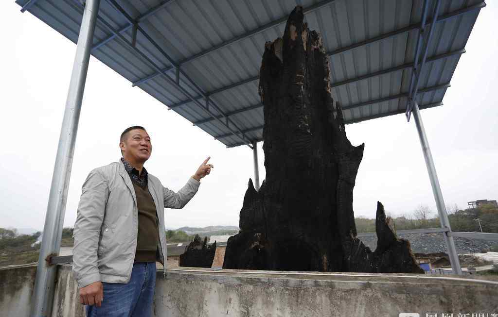 世界最大：树龄4300年金丝楠木 重16吨价值超千万