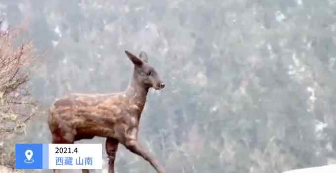 西藏首次拍到黑麝影像 样子曝光 网友：长得好酷啊