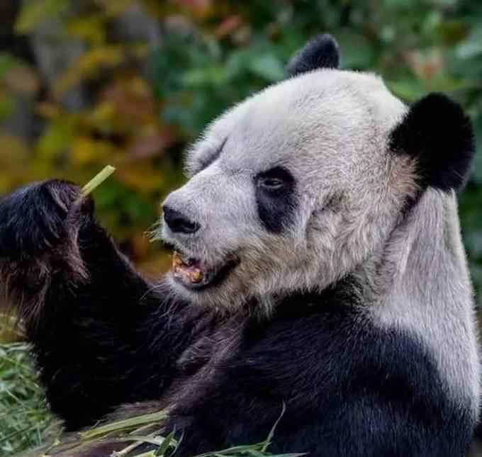 旅美大熊猫瘦骨嶙峋