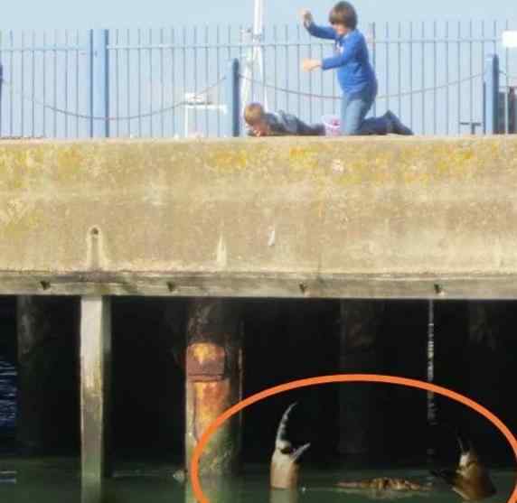 英国现15米巨型杀人蟹 潜伏岸边袭击幼儿