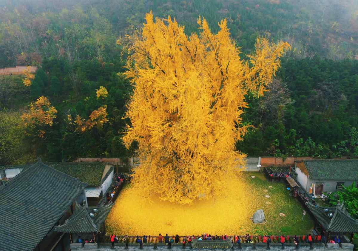 外国网友评论：西安罗汉洞村终南山古观音禅寺的千年银杏树火了