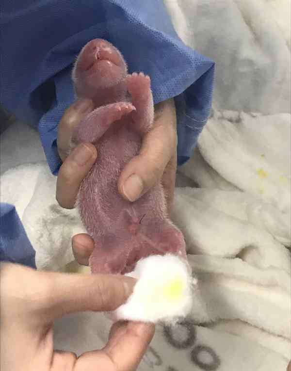 成都旅德大熊猫“梦梦”诞下一对双胞胎