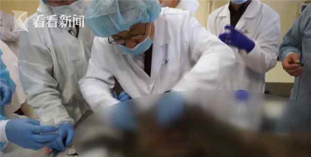 4.2万年前的小马驹尸体被解剖“血液在流动” 有望“复活”