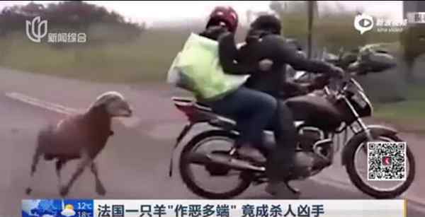 奇特杀人案：法国羊杀人事件 虐杀94岁老人 用蹄子把老人踩死