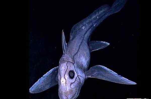 长相奇葩海底生物幽灵鲨：生活在深海的怪物生殖器长在头顶