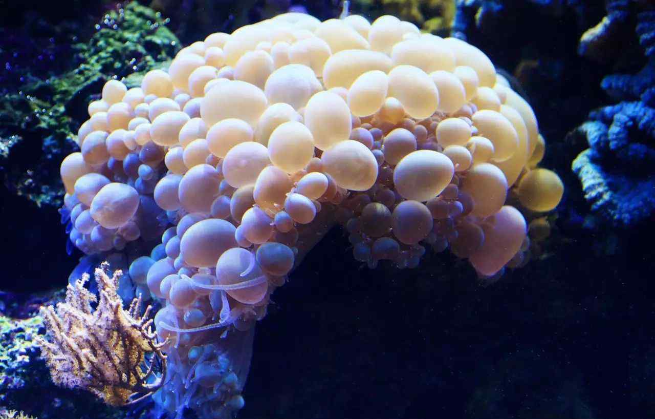 海洋最萌生物有哪些 海洋可爱生物图片