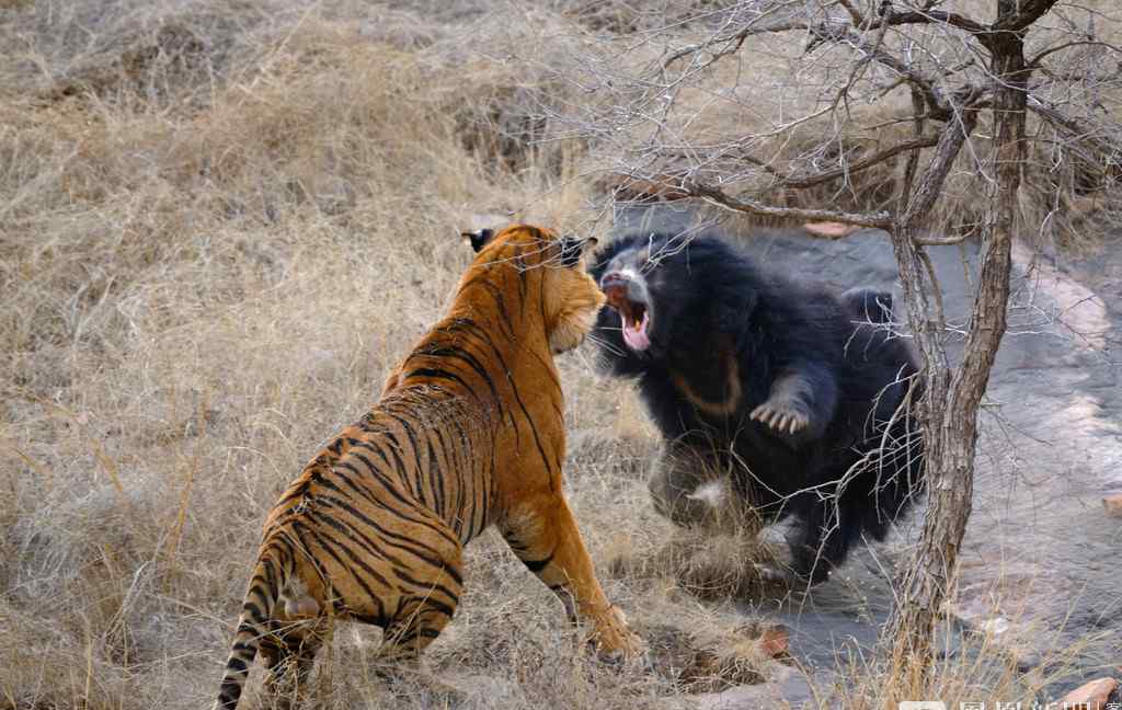 为保护幼熊 母熊勇猛逼退两头老虎