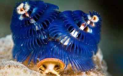 海洋最萌生物有哪些 海洋可爱生物图片