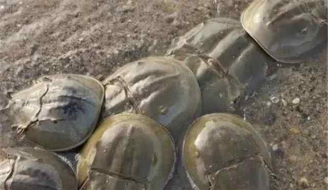 活的最长的动物血液比黄金还贵 这种叫做鲎的海洋生物