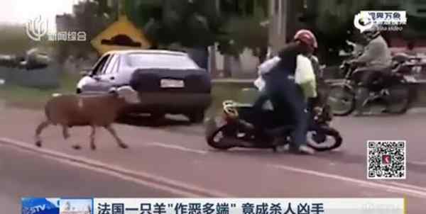 奇特杀人案：法国羊杀人事件 虐杀94岁老人 用蹄子把老人踩死